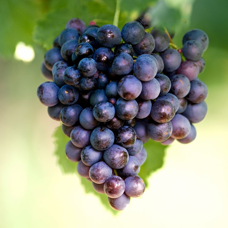 Hace años, eramos grandes productores de uva de mesa, de las variedades Alfonso lavalee y Moscatel de Alejandría. 
